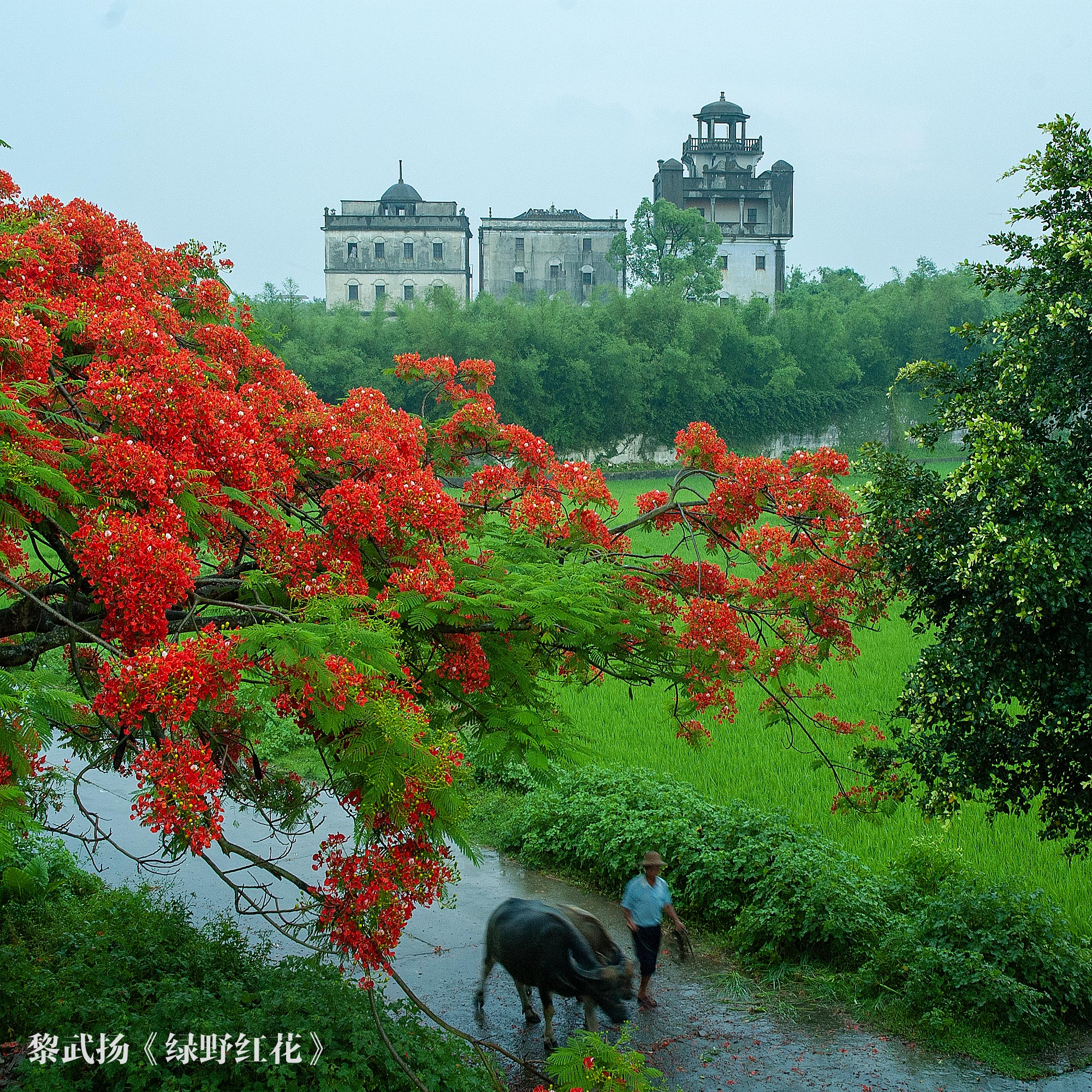 2、黎武揚(yáng)-綠野紅花（二等獎(jiǎng)）0.jpg