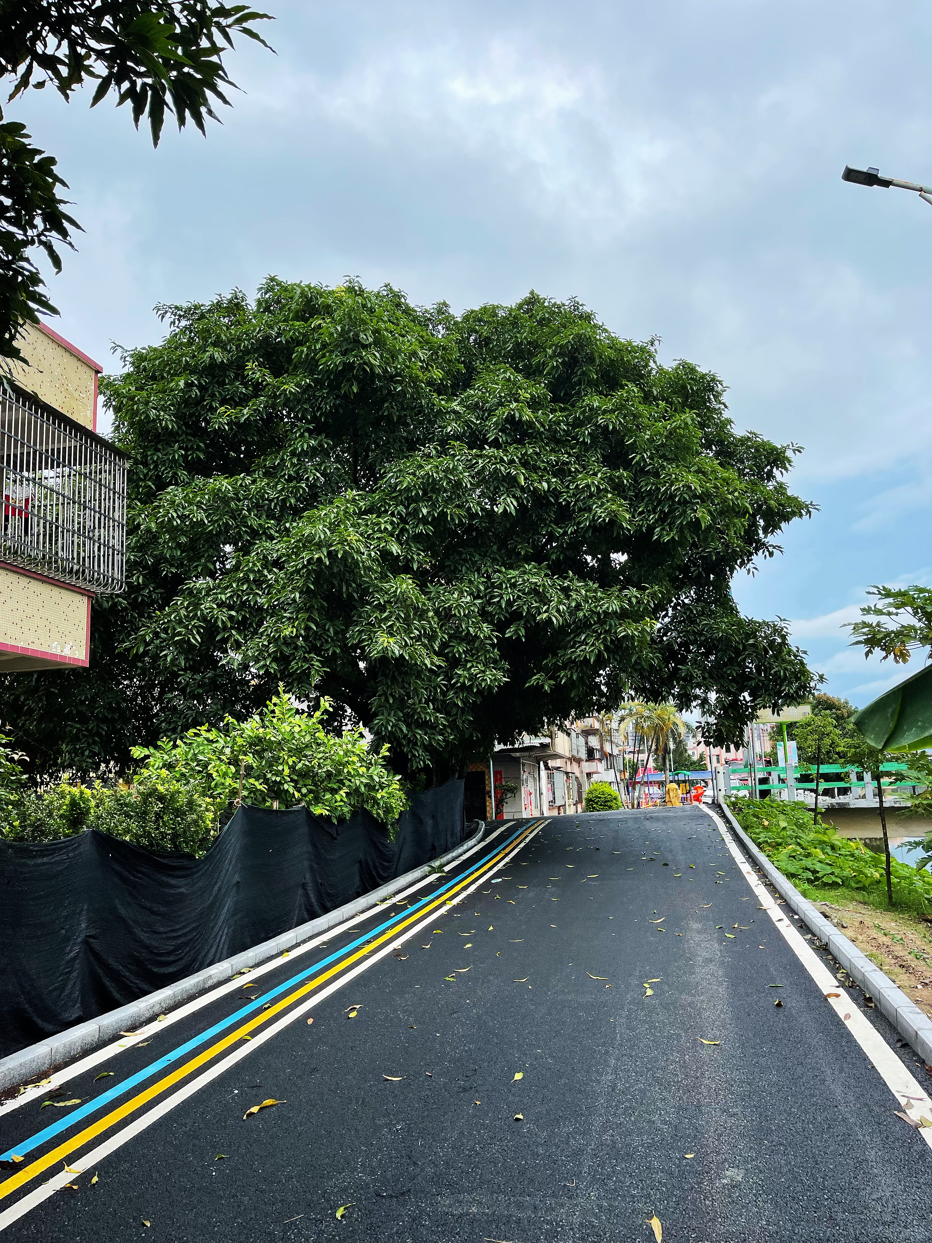 1龍勝一橋頭附近兩棵高大樹木不僅遮擋道路視線，還給村民們造成了安全隱患.jpg