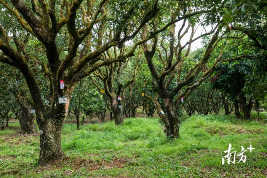 高州根子鎮(zhèn)古荔園，古樹(shù)參天，年年碩果累累